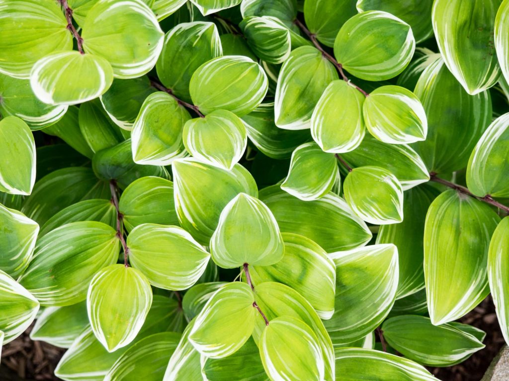 Waste Management Software Blog Leaves Photo Cority