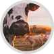 A close-up of a black-and-white cow in a field during sunset, with a goat standing nearby and soft sunlight illuminating the scene.